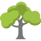 Stamford Trees Removal