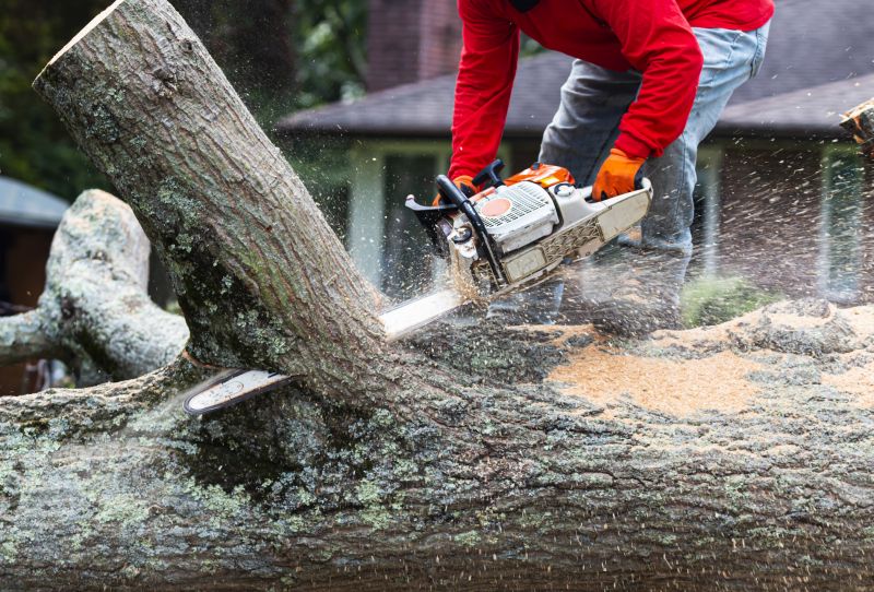 Top Rated Products for Tree Removal