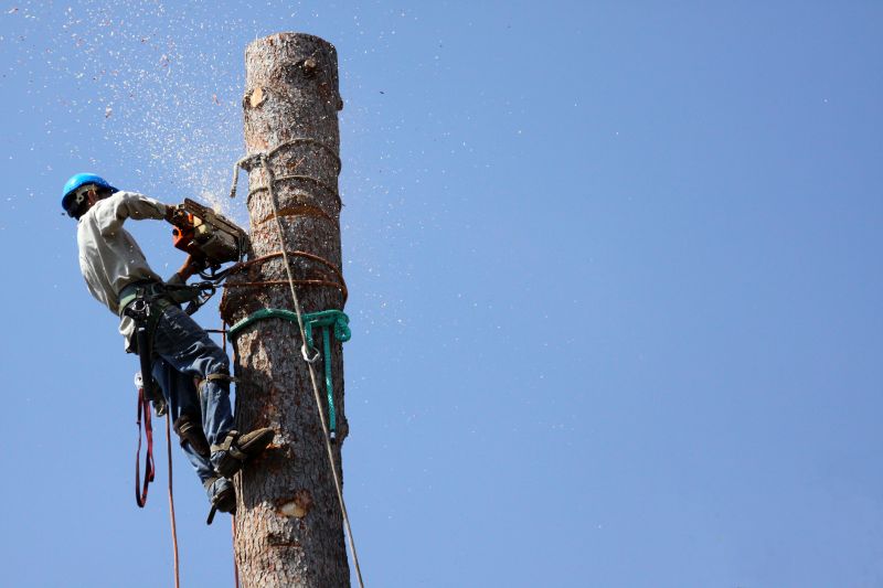 Local Tree Removal pros at work