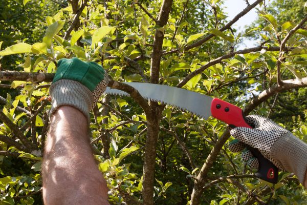 Elm Tree Removal in Stamford