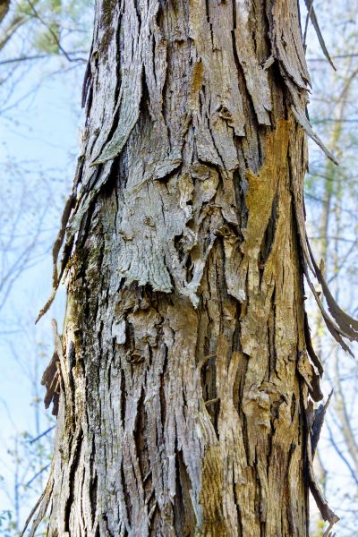 Hickory Tree Removal in Stamford