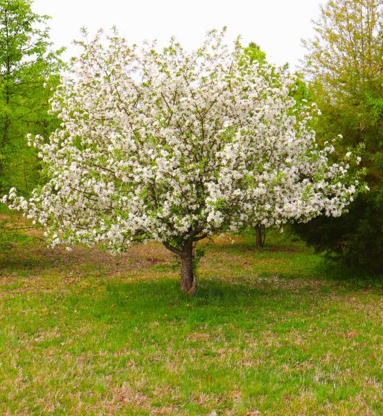 Dogwood Tree Removal in Stamford