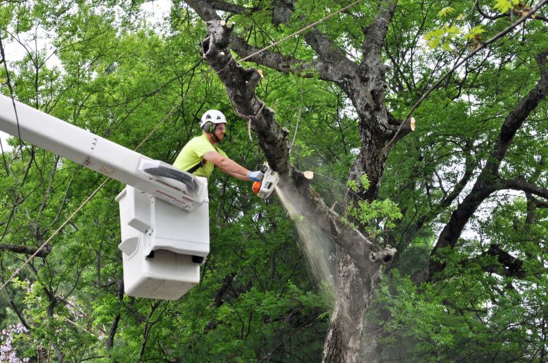 Dead Tree Removal