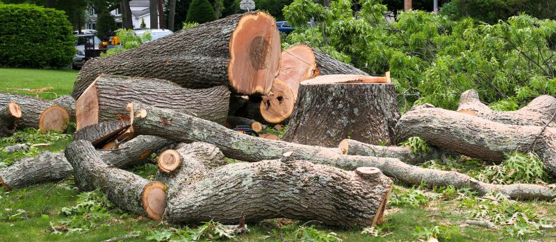 Emergency Tree Removal