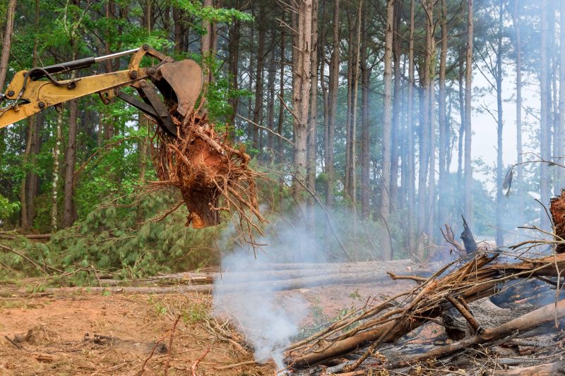 Emergency Tree Removal