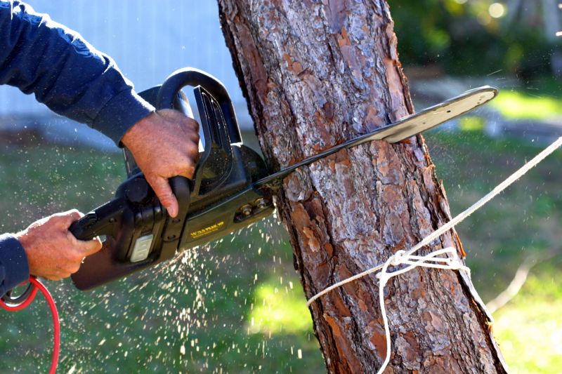 Emergency Tree Removal