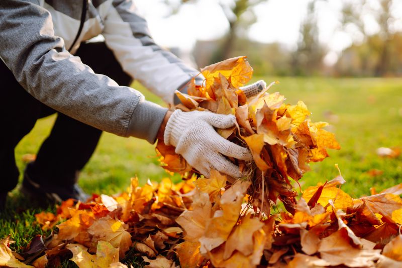 Leaves Being Gathered