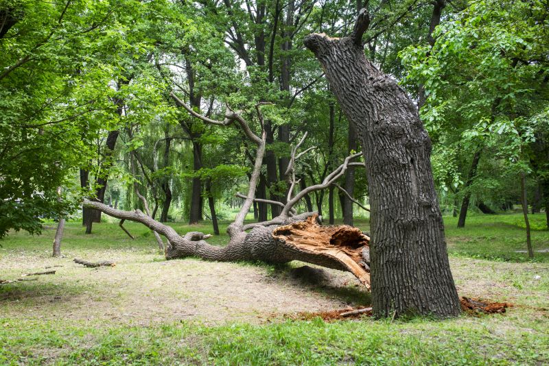 Storm Damage Scene