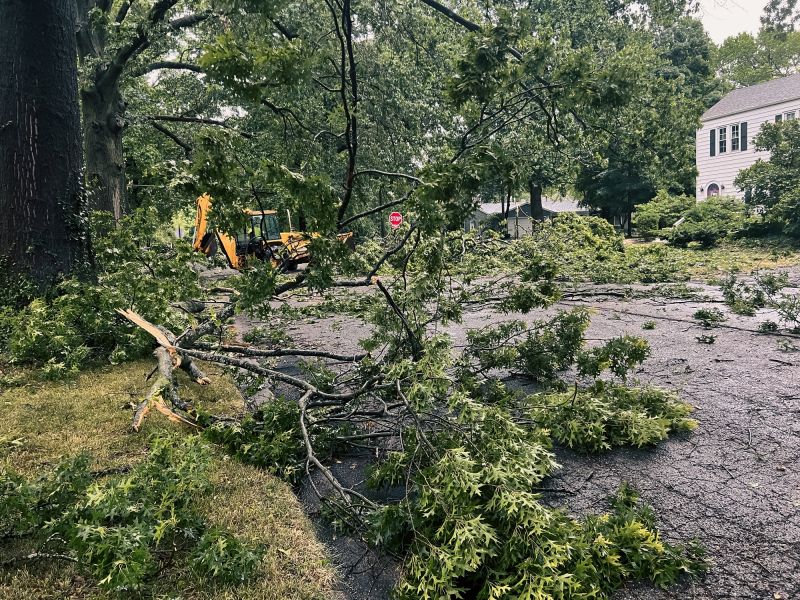 Tree Debris Disposal