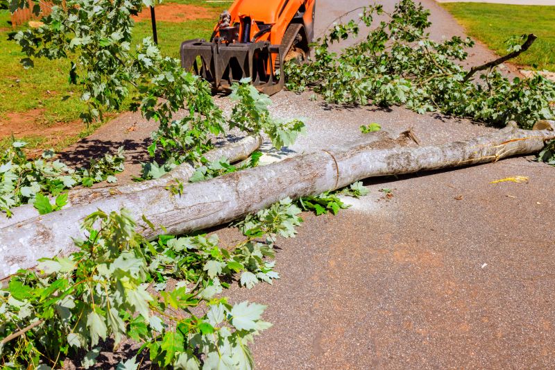Fallen Tree Removal