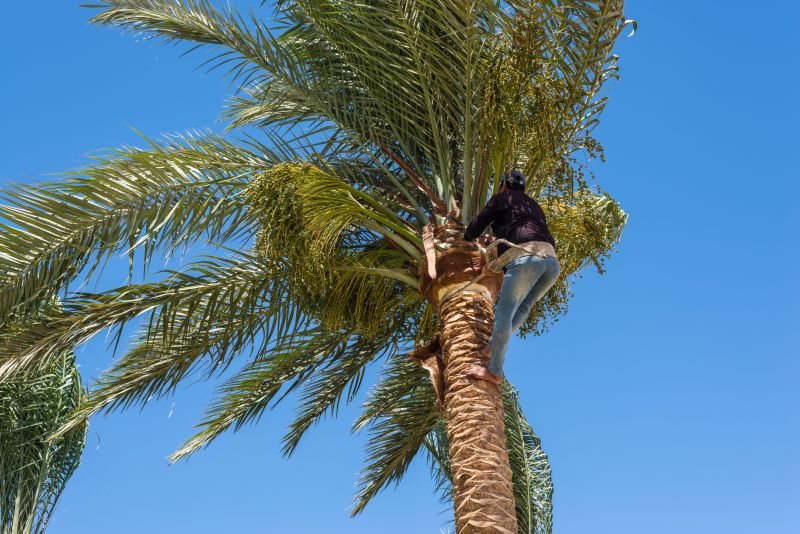 Palm Tree Removal