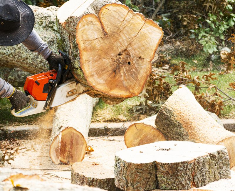 Tree Removal Service