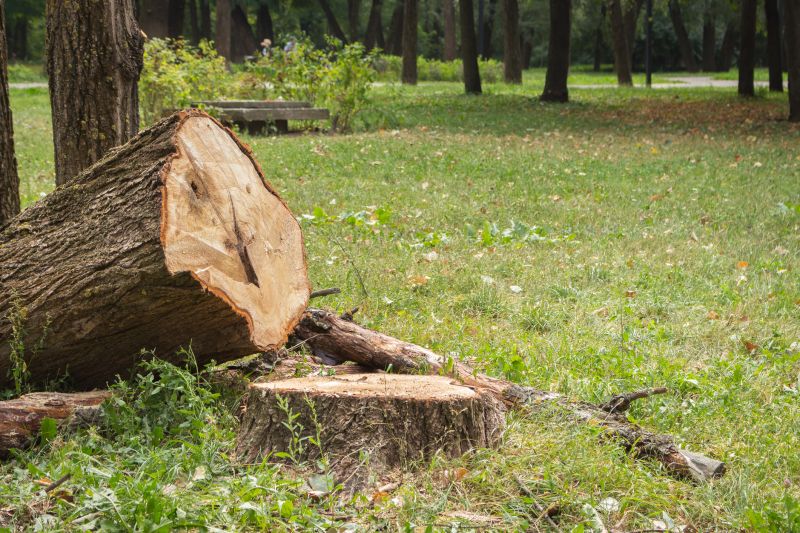 Tree Removal Service