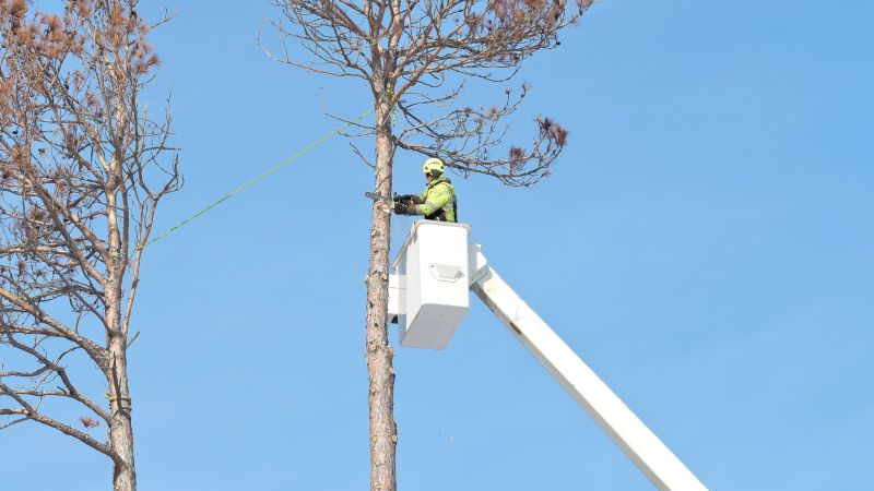 Tree Removal Service