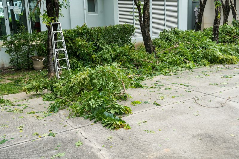 Tree Removal Service