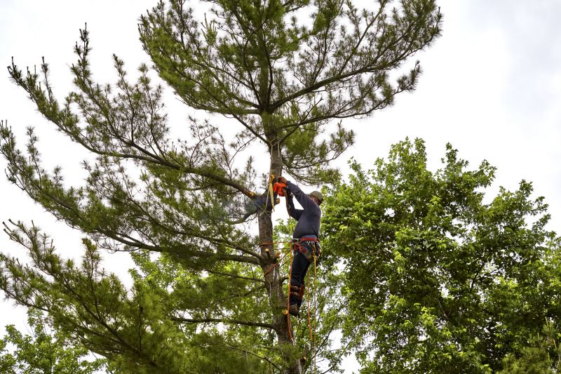 Winter Tree Removal