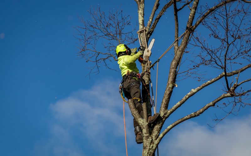 Fall Tree Service