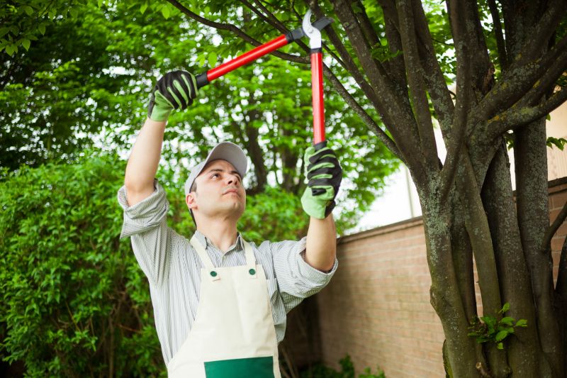 Evergreen Tree Removal