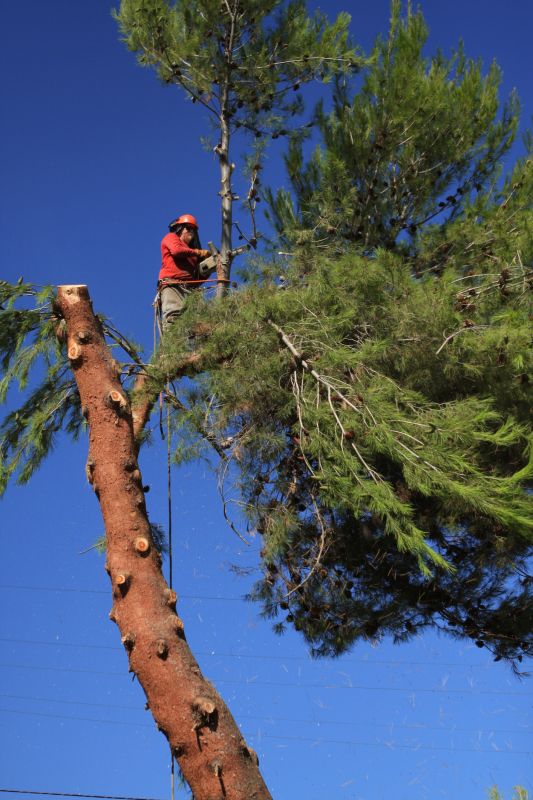 Winter Tree Removal Process