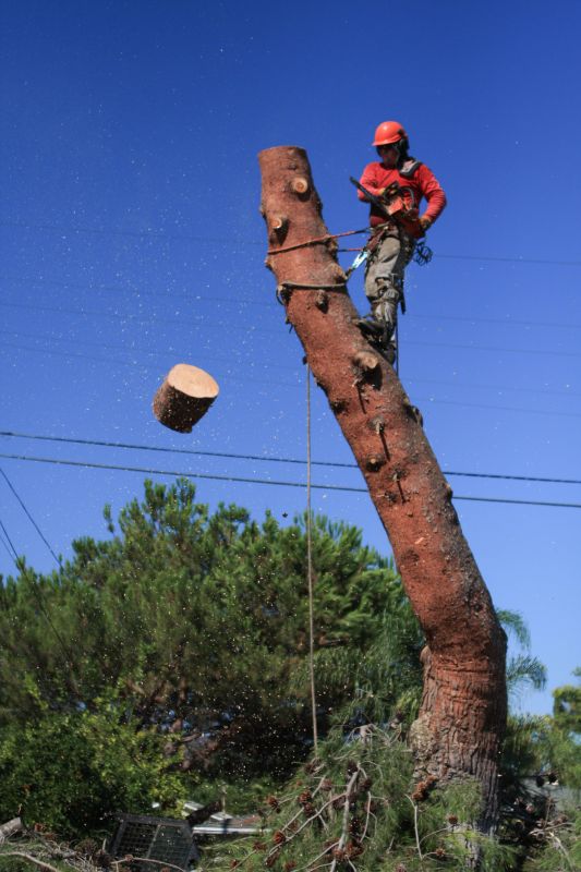 Tree Assessment and Planning