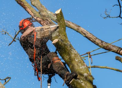 Pre-Construction Tree Clearing