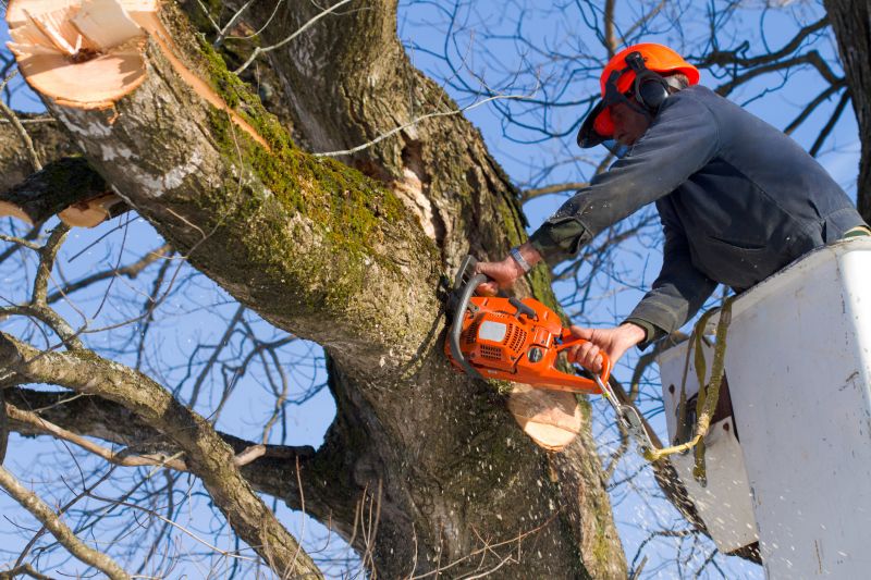 Tree Health Inspection